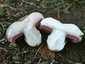 Ízletes csiperke (Agaricus bitorquis), Budapest